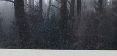 Robert (Bob) Werling 1976 Photograph Of Light In Forest Pencil Signed In Frame