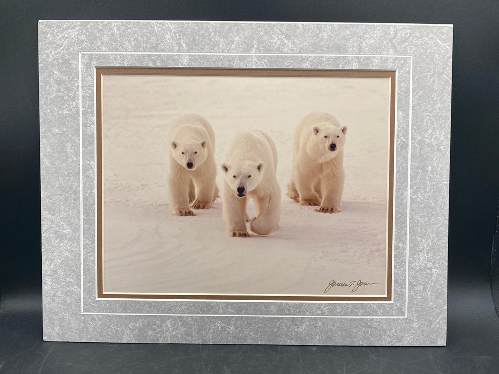 James T Jones Signed Polar Bears Photo, Matted