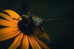 8×10 Grasshopper on a Yellow Flower – glossy picture