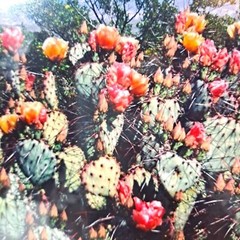 Harry Bowden «Boquillas Spring» Framed Photo & Matted Limited Edition Signed