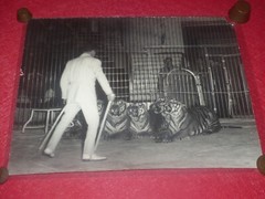 [CIRCUS] LARGE VINTAGE PHOTO / THE TIGER Tamer Ca 1970 40 X 30 Cm