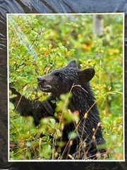 Artist Greg Arbutine 8″x10″ Photograph in 11″x14″ black mat «Berry Bear Canada»