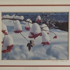 King Wu Signed And Numbered – 9×11 Framed Color Photo – Snow Covered Red Berries