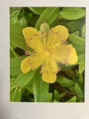 Hypericum Calycinum Flower Matted 8×10 Photo Botanical Art Print Signed PNW