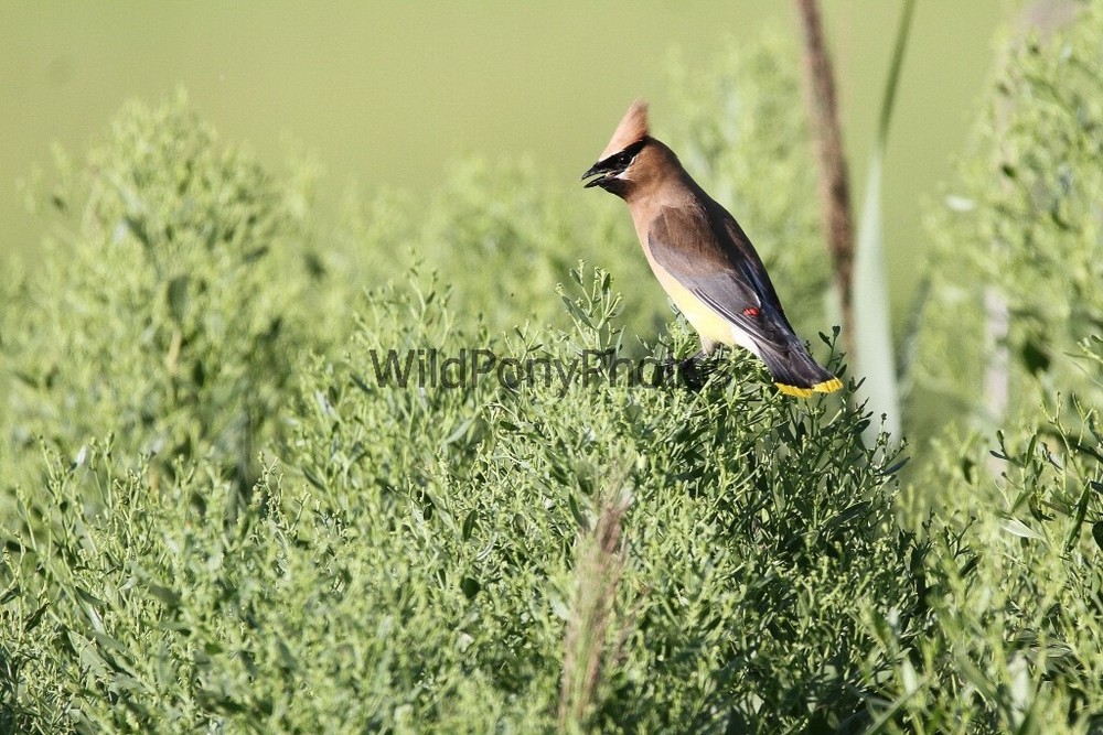 Cedar Waxwing Photo, Pick One Image – Various Sizes