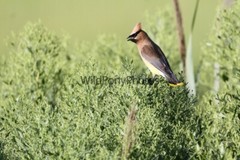 Cedar Waxwing Photo, Pick One Image – Various Sizes