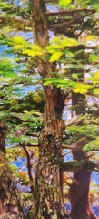 David Harrison Digital Photography Acrylic Art Chicago Botanic Garden Bonsai ’17