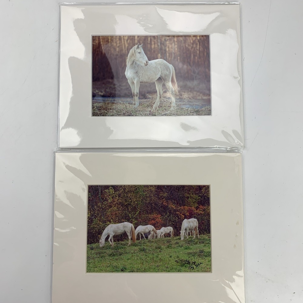 White Horse Pictures (Lot of 2) Animals Outdoors Photos