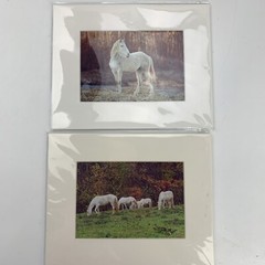 White Horse Pictures (Lot of 2) Animals Outdoors Photos