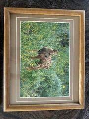 Framed Twin Mule Deer Fawn Wildlife Photography By J.R. Hunter (Signed)