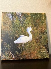 Photograph of crane on canvas, ready to hang 8 x 8