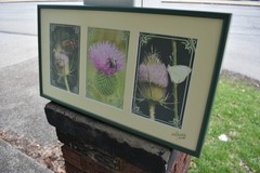Thistle Flowers Photo/Print Scotland Butterfly Bee Garden Nature Signed
