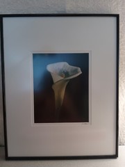 BLACKWATER PHOTOGRAPHY SINDED P. RIMSER PHOTO OF LILIE GLASS FRAMED16 BY 20 INCH