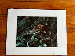Wilderness Photography Signed PURPLE FINCH w Babies in Fir Tree Print in Cream