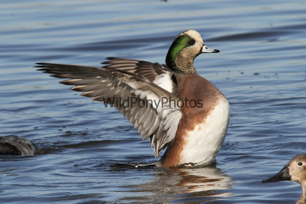 American Widgeon Photo, Pick One Image – Various Sizes