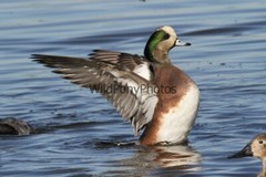 American Widgeon Photo, Pick One Image – Various Sizes