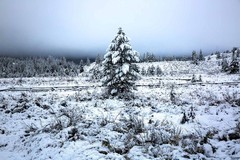 Snowy Pine Tree Photography Print: Wyoming Rocky Mountains Winter Forest Photo