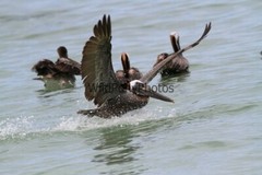 Brown Pelican Photo, Pick One Image – Various Sizes