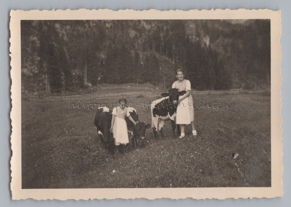 Scharitzkehlalm near Berchtesgaden 1933 – 2 girls with young cattle – old photo