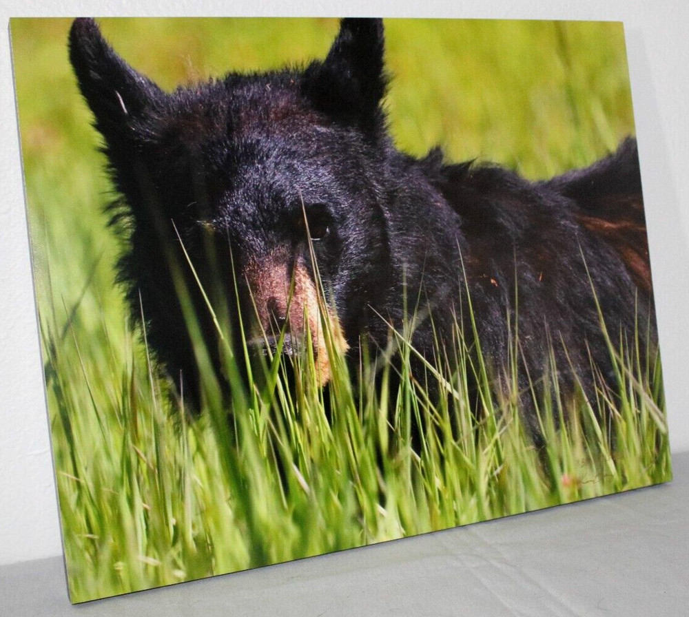 Black Bear in Grass «Bear Blades» 16″ x 20″ Mounted Wildlife Photo by Kim Barry