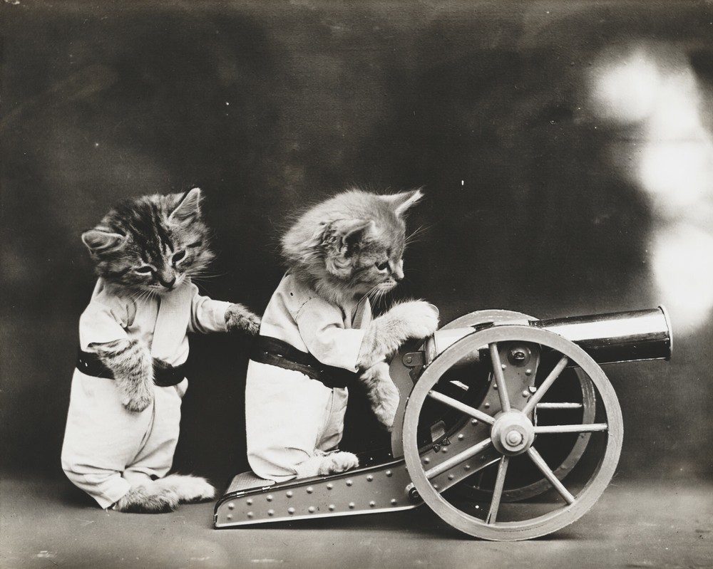 cat kitten kitty art print Harry Whittier Frees 8×10 vintage photo picture #8