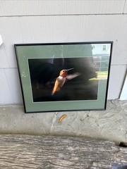 Large 16″ Vtg Hummingbird Picture Print Bird Photography Fine Art Photo Signed