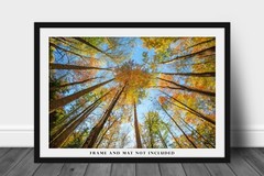 Nature Photography Print – Looking Up in Trees Great Smoky Mountains Tennessee