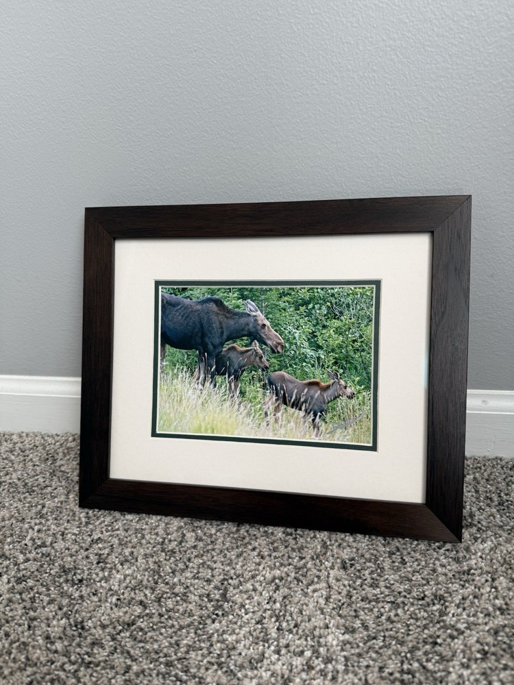 Mother Moose With Calves – Framed Photograph Wall Artwork with Museum Glass
