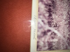 Signed THASE DANIEL photograph framed MOOSE nature beautiful