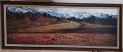 Thomas Mangelsen ‘After The Ice Age’-Grizzly Bear, Ltd Edition/ FRAMED 1992