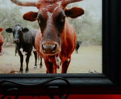 Hand signed Longhorn Cow Photograph w Canvas Texture on Styrene Board Print Art