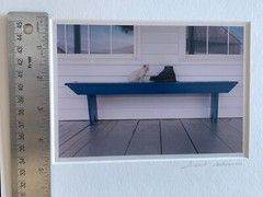 Bill Coleman Amish Photograph – kitten and boot on a bench – Signed & Matted