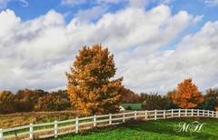 MH Nature & Landscape Photographs – Flowers Trees Water Landscapes 16×20 Canvas.