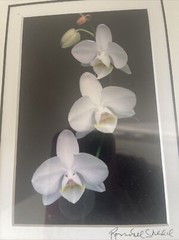 Floral Art Prints 35mm Photographs Framed Art Signed Randall Shedd Set Of 3