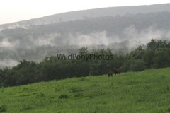 Elk Photo, Pick One Image – Various Sizes