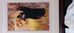Thomas Mangelsen Signed Photograph Limited Edition Framed Bear “October’s Oak»