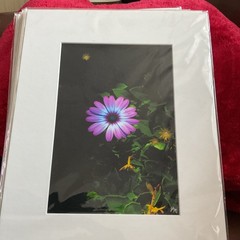 Starlight Purple Flower Matted, Prolific Photo Creative Art By Kathy Marquez