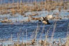 Pintails Photo, Pick One Image – Various Sizes