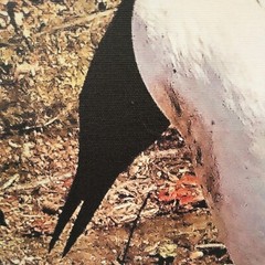 Picture Original Loon Bird Photo by Puckett Canvas Black Frame 12.5 x 15.5″ NEW
