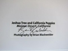 Joshua Tree California Poppies 5×7 Photograph signed Brian Blackwelder – #15