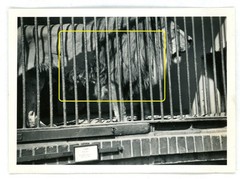 17 photos zoo zoological garden Berlin 1933 lions elephants leopards walrus