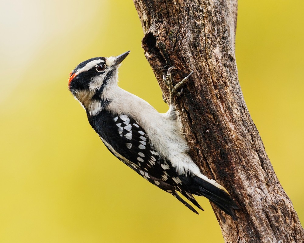 Male Downy Woodpecker 8″x10″ Photograph 8×10 Print #2