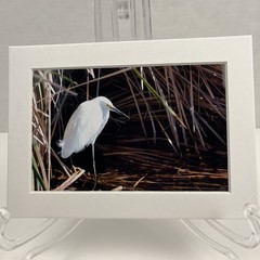Snowy Egret Sea Bird Art Photography Matted 7×5 Inch Beach Decor Brauer