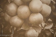 Antique 19th Century Albumen Print Photograph of Bundle of Figs on Vine, Nice!