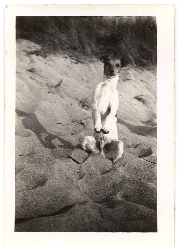 Dog Does The Trick Standing On Hind Legs Vintage Analogue Photograph Year 1950