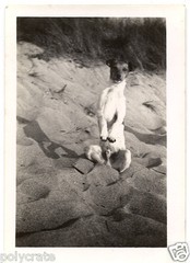 Dog Does The Trick Standing On Hind Legs Vintage Analogue Photograph Year 1950
