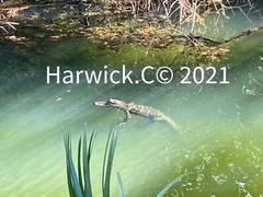 Landscape Photography Canvas-  4×6 : $25; 5×7: $50; 8 x10 $75; 11×17 $100 etc.