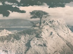 Don Krogh Monterey Cypress Pebble Beach California Photo MID CENTURY Modern ERA