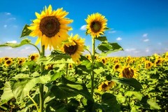 Sunflower Field Kansas Farm Country Rural Landscape Photography Print