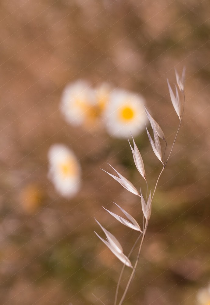 Digital Image Picture Photo Wallpaper: Wildflowers in Bloom